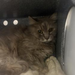 Shelter Stray Female Cat last seen Near S 300 Street E, SALT LAKE CITY, UT, 84115, 511 W 3900 S, Salt Lake City, UT 84123, USA