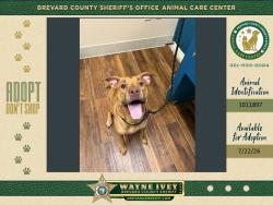 Shelter Stray Female Dog last seen Near Malabar Road, PALM BAY, FL, 32907, 5100 W Eau Gallie Blvd, Melbourne, FL 32934, USA