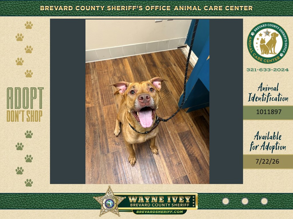 Shelter Stray Female Dog last seen Near Malabar Road, PALM BAY, FL, 32907, 5100 W Eau Gallie Blvd, Melbourne, FL 32934, USA