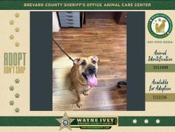 Shelter Stray Female Dog last seen Near Malabar Road, PALM BAY, FL, 32907, 5100 W Eau Gallie Blvd, Melbourne, FL 32934, USA