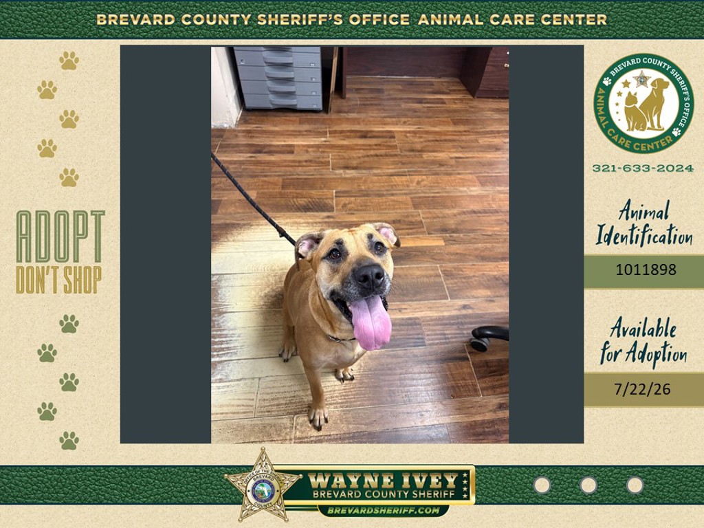 Shelter Stray Female Dog last seen Near Malabar Road, PALM BAY, FL, 32907, 5100 W Eau Gallie Blvd, Melbourne, FL 32934, USA