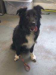 Shelter Stray Male Dog last seen Near W State Highway, Copperton Township, UT, 84006, 511 W 3900 S, Salt Lake City, UT 84123, USA