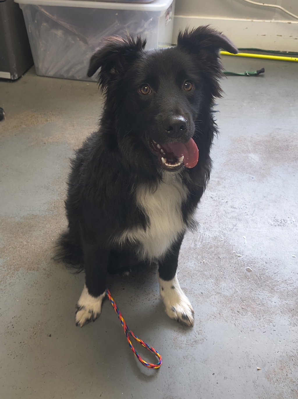 Shelter Stray Male Dog last seen Near W State Highway, Copperton Township, UT, 84006, 511 W 3900 S, Salt Lake City, UT 84123, USA