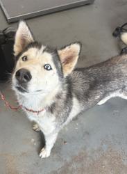 Shelter Stray Female Dog last seen Near W North Temple Street, SALT LAKE CITY, UT, 84103, 511 W 3900 S, Salt Lake City, UT 84123, USA