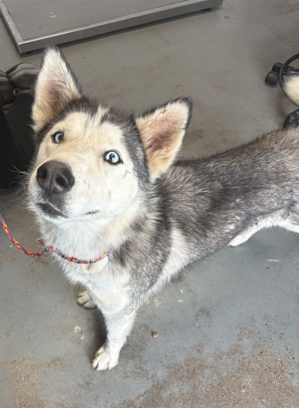 Shelter Stray Female Dog last seen Near W North Temple Street, SALT LAKE CITY, UT, 84103, 511 W 3900 S, Salt Lake City, UT 84123, USA