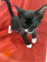 Shelter Stray Male Cat last seen Near W 300 N, SALT LAKE CITY, UT, 84103, 511 W 3900 S, Salt Lake City, UT 84123, USA