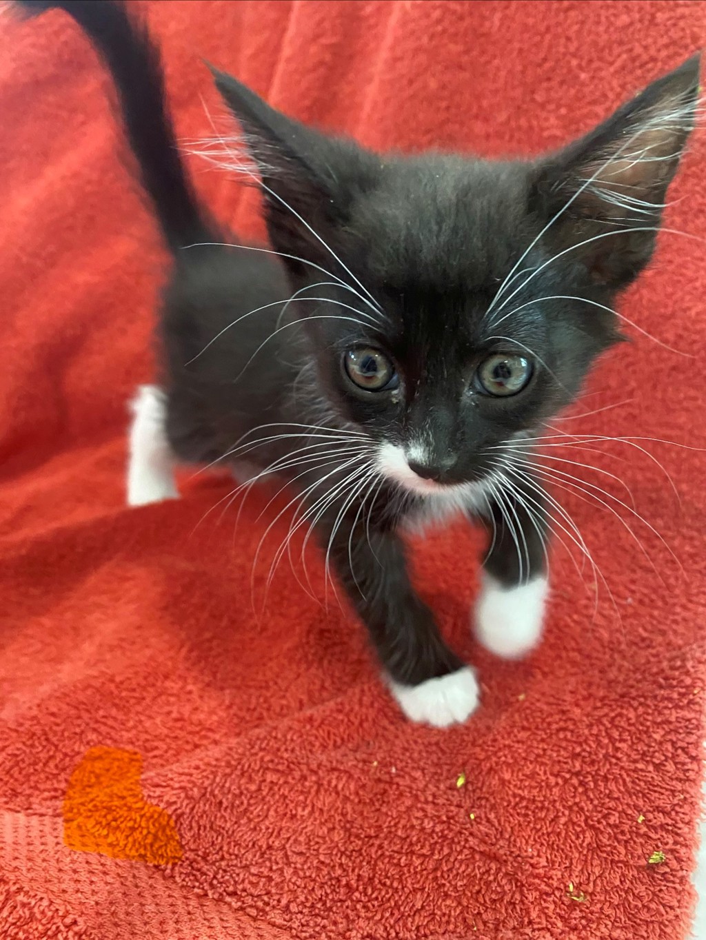 Shelter Stray Male Cat last seen Near W 300 N, SALT LAKE CITY, UT, 84103, 511 W 3900 S, Salt Lake City, UT 84123, USA