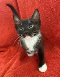 Shelter Stray Female Cat last seen Near W 300 N, SALT LAKE CITY, UT, 84103, 511 W 3900 S, Salt Lake City, UT 84123, USA