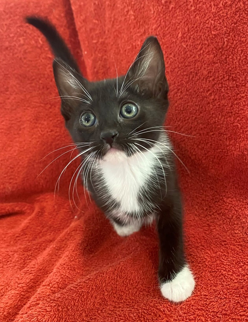 Shelter Stray Female Cat last seen Near W 300 N, SALT LAKE CITY, UT, 84103, 511 W 3900 S, Salt Lake City, UT 84123, USA