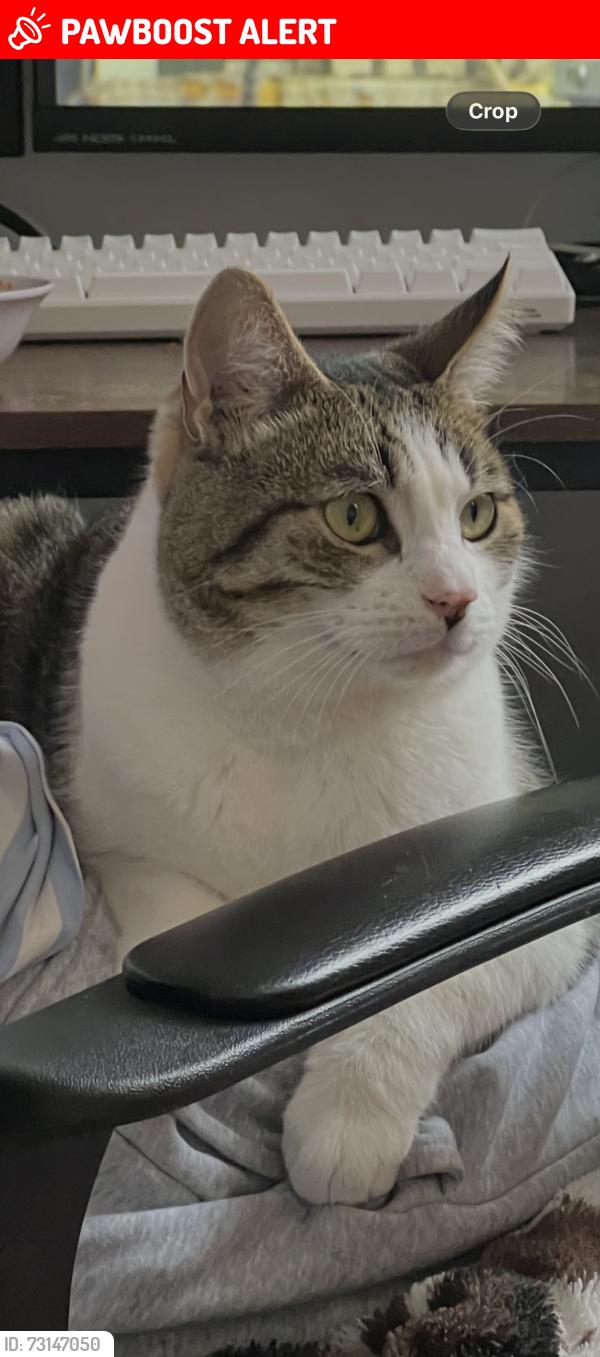 Lost Male Cat last seen Dunbar Road E7, Greater London, England E7 9NH