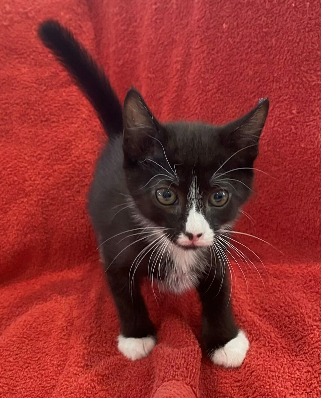 Shelter Stray Male Cat last seen Near W 300 N, SALT LAKE CITY, UT, 84103, 511 W 3900 S, Salt Lake City, UT 84123, USA
