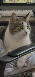 Lost Male Cat last seen Dunbar Road E7, Greater London, England E7 9NH