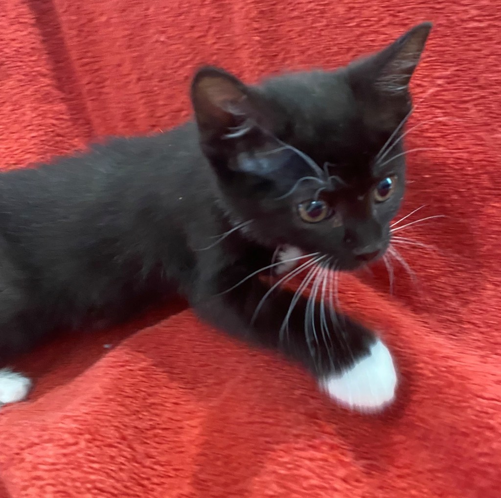 Shelter Stray Female Cat last seen Near W 300 N, SALT LAKE CITY, UT, 84103, 511 W 3900 S, Salt Lake City, UT 84123, USA