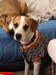 Lost Male Dog last seen 47th ave and Osborn, Phoenix, AZ 85031
