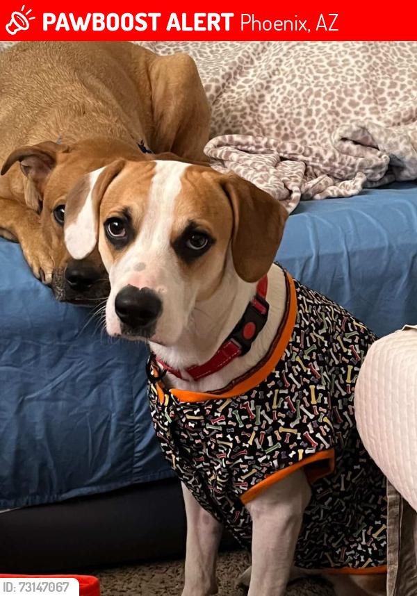Lost Male Dog last seen 47th ave and Osborn, Phoenix, AZ 85031