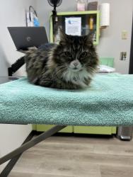 Reunited Female Cat last seen SE Insley & McLoughlin, Portland, OR 97202