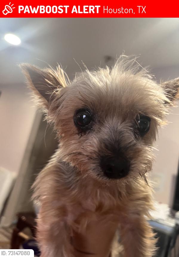 Lost Female Dog last seen Forest lawn missionary baptist, Houston, TX 77016