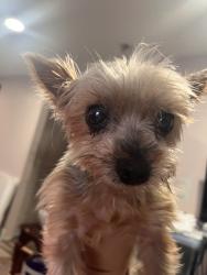 Lost Female Dog last seen Forest lawn missionary baptist, Houston, TX 77016