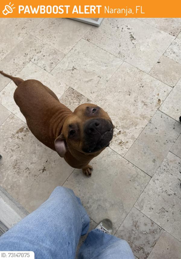 Found/Stray Female Dog last seen Near , sienna reserve, Naranja, FL 33032