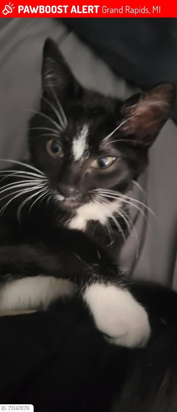 Lost Male Cat last seen Pettibone, Grand Rapids, MI 49504