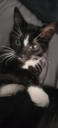 Lost Male Cat last seen Pettibone, Grand Rapids, MI 49504