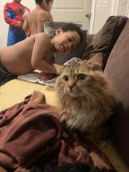 Lost Female Cat last seen 33rd st and Blackwelder, Oklahoma City, OK 73118