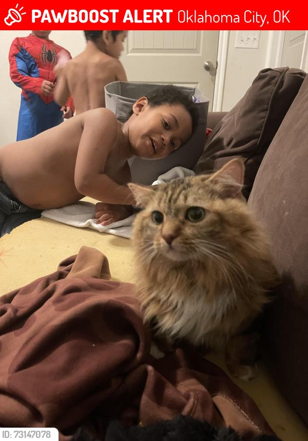 Lost Female Cat last seen 33rd st and Blackwelder, Oklahoma City, OK 73118