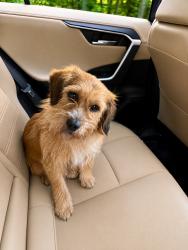Reunited Male Dog last seen Near Broad Branch Circle Richmond, VA 23238, Richmond, VA 23238