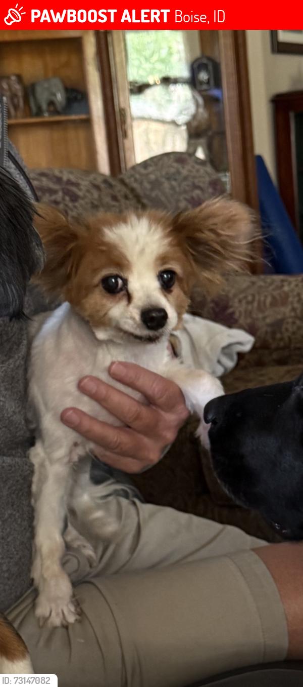 Lost Female Dog last seen Near S. Jupiter Ave., off Victory Road, between Maple Grove and Cole., Boise, ID 83709
