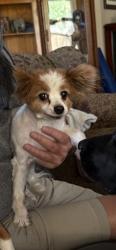 Lost Female Dog last seen Near S. Jupiter Ave., off Victory Road, between Maple Grove and Cole., Boise, ID 83709