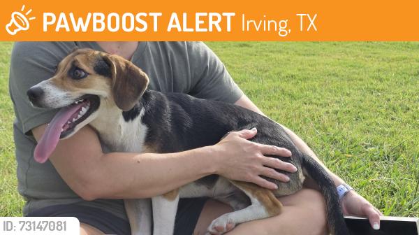 Found/Stray Female Dog last seen Rochelle & Northgate, Irving, TX 75062