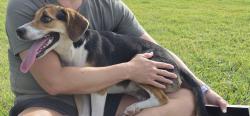 Found/Stray Female Dog last seen Rochelle & Northgate, Irving, TX 75062