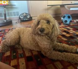 Reunited Male Dog last seen Main Street and 140th Avenue NE, Bellevue, WA 98005