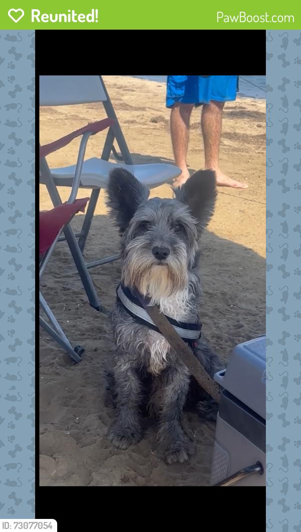 Reunited Male Dog last seen Ann Rd and losee, North Las Vegas, NV 89081