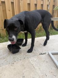 Found/Stray Female Dog last seen Near, Naranja, FL 33032