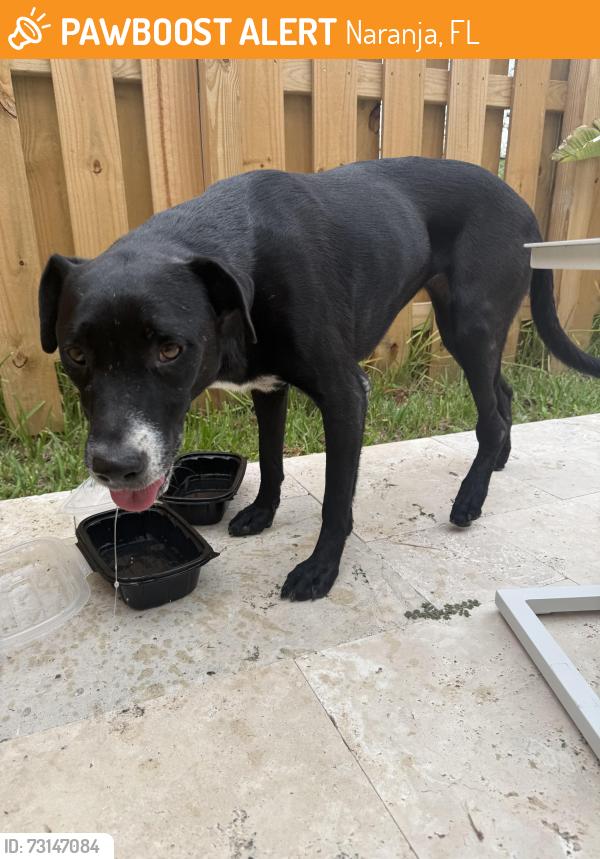 Found/Stray Female Dog last seen Near, Naranja, FL 33032