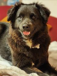 Reunited Female Dog last seen Shannon Village, Rome, GA 30161