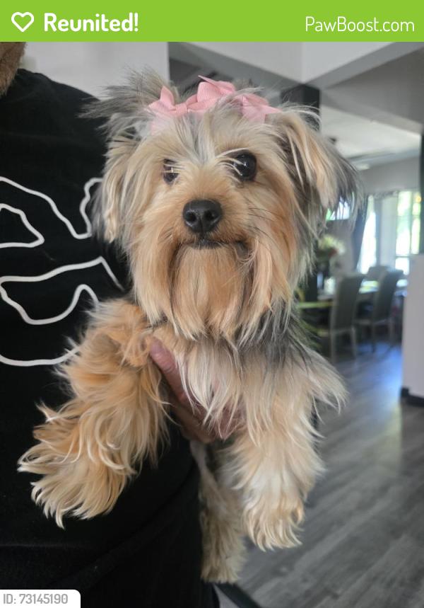 Reunited Female Dog last seen Saticoy sepulveda, Los Angeles, CA 91406