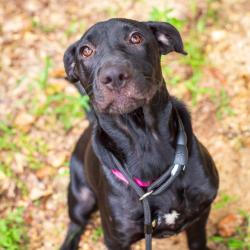 Shelter Stray Female Dog last seen , 1901 N 31st Ave, Hattiesburg, MS 39401, USA
