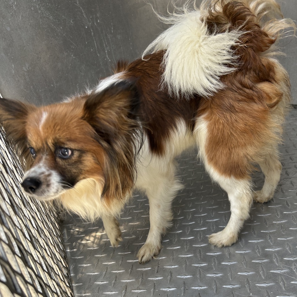 Shelter Stray Female Dog last seen , 980 Guilford College Rd, Greensboro, NC 27409, USA