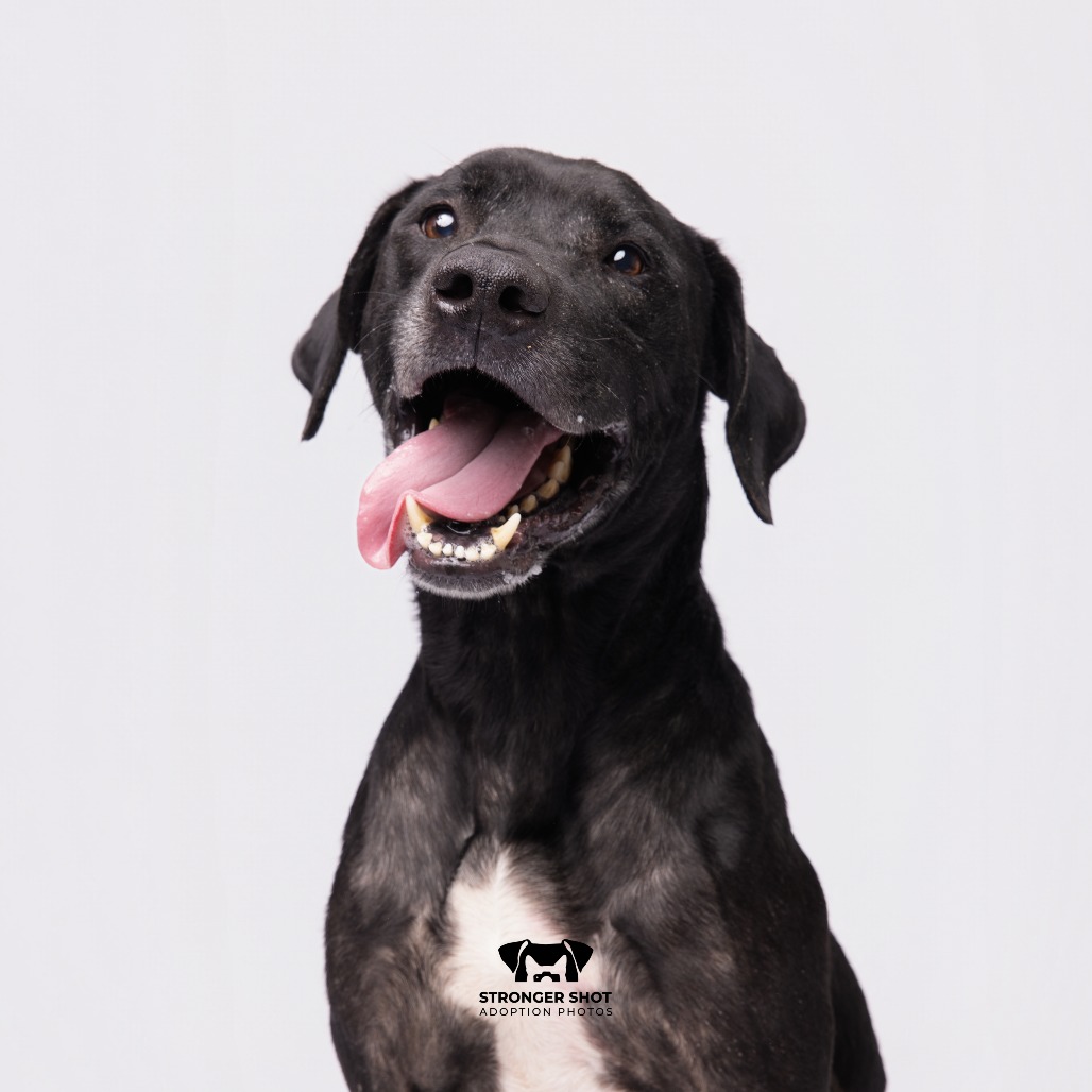 Shelter Stray Male Dog last seen , 3607 N Armenia Ave, Tampa, FL 33607, USA