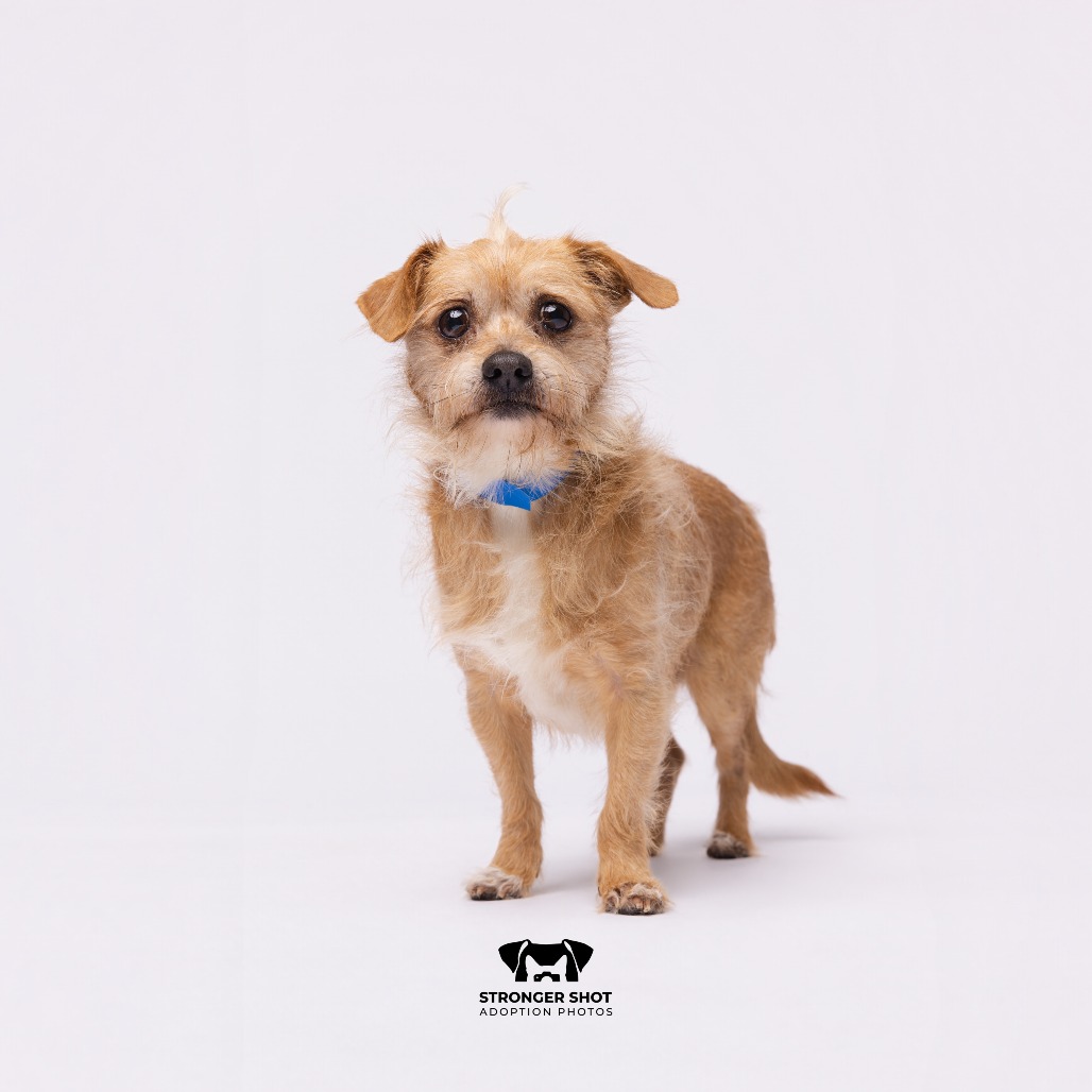 Shelter Stray Male Dog last seen , 3607 N Armenia Ave, Tampa, FL 33607, USA