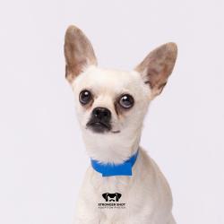 Shelter Stray Male Dog last seen , 3607 N Armenia Ave, Tampa, FL 33607, USA