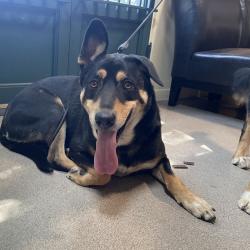 Shelter Stray Male Dog last seen , 361 S Raymond Ave, Pasadena, CA 91105, USA