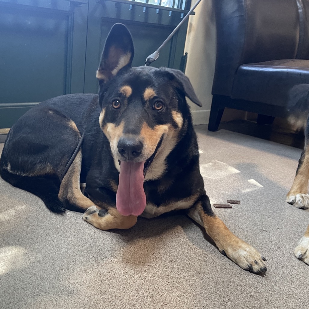 Shelter Stray Male Dog last seen , 361 S Raymond Ave, Pasadena, CA 91105, USA