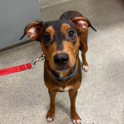 Shelter Stray Male Dog last seen , 8464 Beach Blvd, Jacksonville, FL 32216, USA