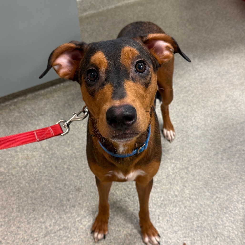 Shelter Stray Male Dog last seen , 8464 Beach Blvd, Jacksonville, FL 32216, USA