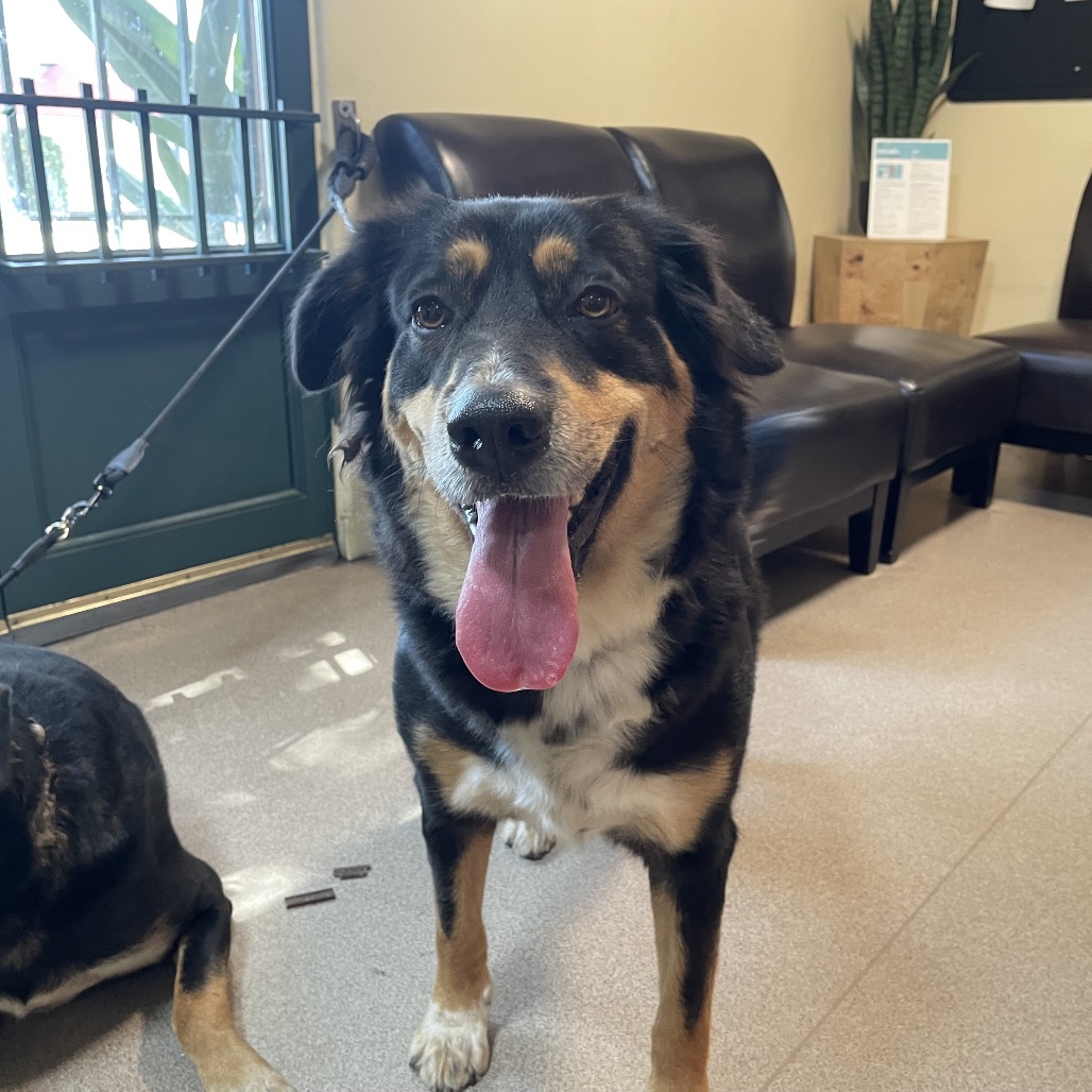 Shelter Stray Female Dog last seen , 361 S Raymond Ave, Pasadena, CA 91105, USA