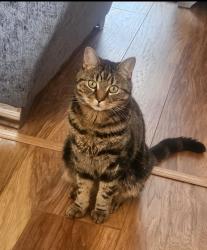 Lost Male Cat last seen Bensham manor allotments bert road branch, Greater London, England CR7 7BQ