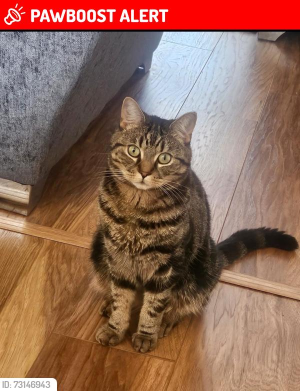 Lost Male Cat last seen Bensham manor allotments bert road branch, Greater London, England CR7 7BQ
